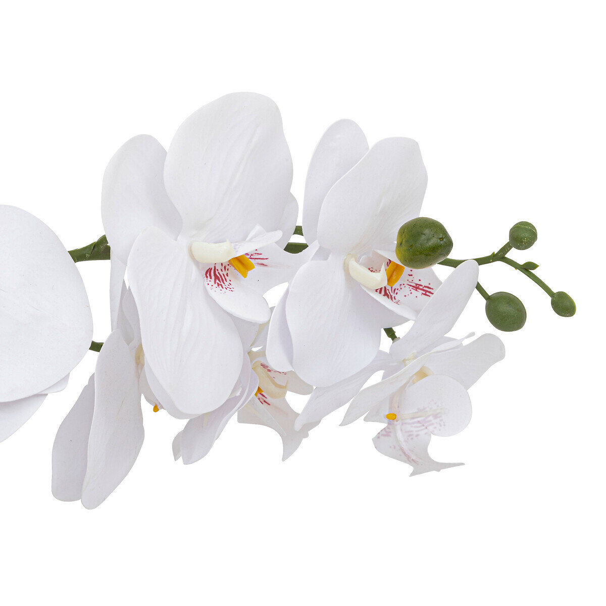 Orchidea Clera z ceramiczną doniczką