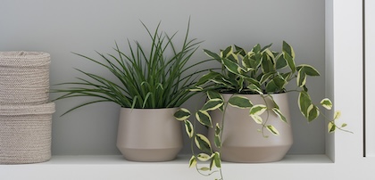 Kwiaty – outlet