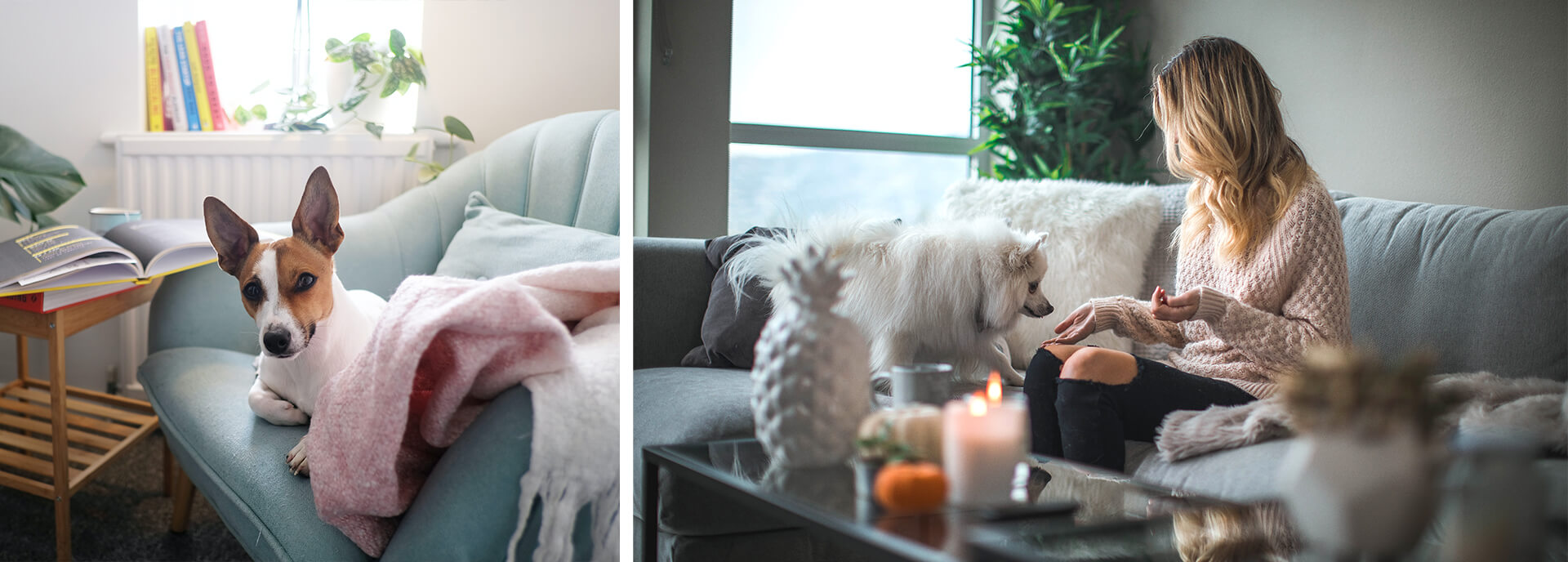 tapicerka dla zwierzaków