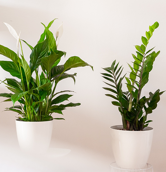 7 pięknych roślin, które nie potrzebują dużo światła – odkryj rośliny cieniolubne