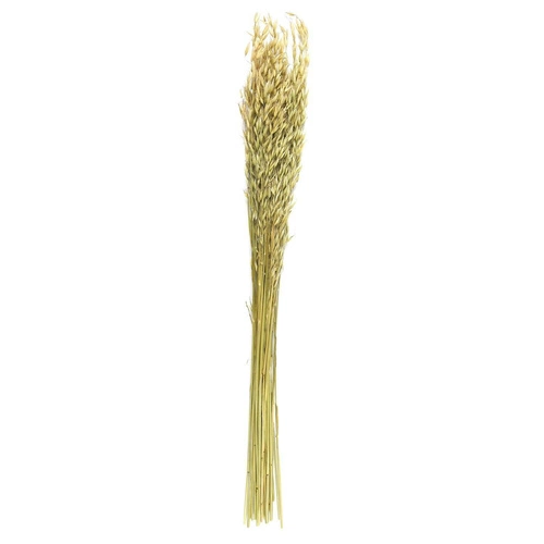Suszony bukiet 75cm- owies              