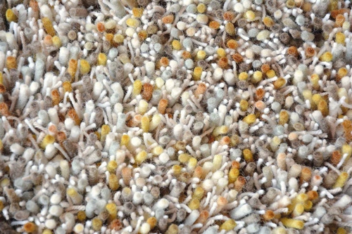 Dywan shaggy do salonu Shaggy Young 250x350 cm nowoczesny wełniany brązowy Carpets&More