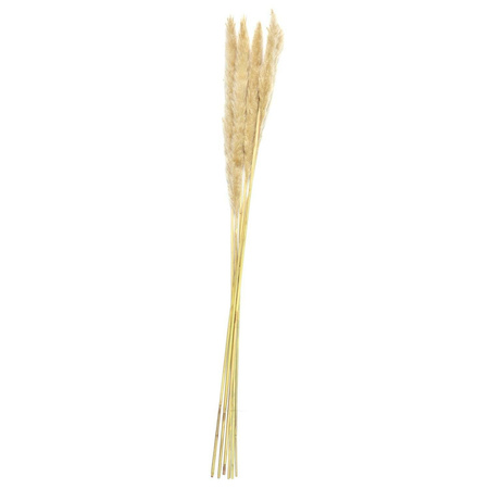 Suszony bukiet 75cm- trawa pampasowa    