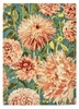 Dywan Dahlia Coral Wilderness 250x350cm