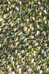 Dywan shaggy zielony wełniany do salonu Spring 200x300 cm nowoczesny miękki CARPETS & MORE