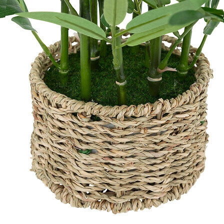 Bambus o wysokości 46 cm z doniczką       z naturalnego materiału