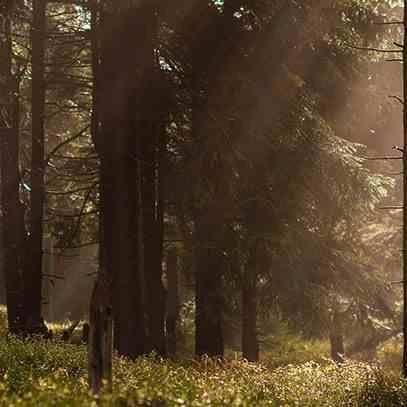 Cereria Molla Amber & Sandalwood olejek zapachowy 30ml do dyfuzora do domu