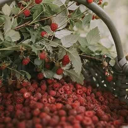 Świeca XL 600gr. Raspberry and Black Vanilla