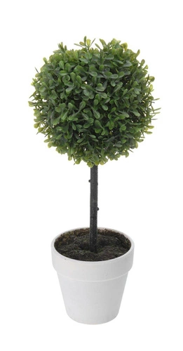 Bukszpan w białej donicy 38cm Intesi