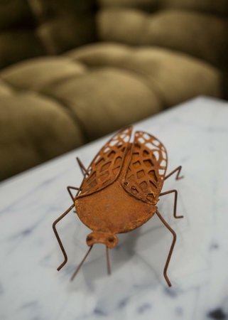 Insekt rdzeniowy Chrabąszcz brązowy